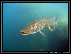 brochet by André Bruchez 